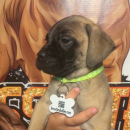 Tonka - Red fawn male Bullmastiff puppy in South Attleboro, Massachusetts from Bessettes Bullies