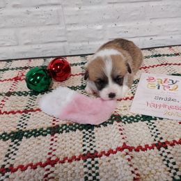 Jewel 3 - Red female Pembroke Welsh Corgi puppy in Tucson, Arizona from Sierrita Mountain Corgis