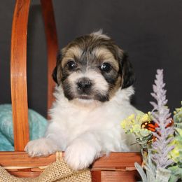 Havanese from Bentley’s Beloved Havanese