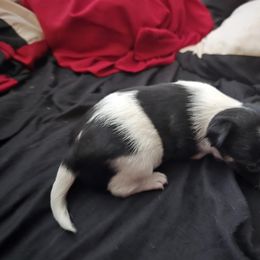 Boy1 - Black and white Chihuahua puppy in Oklahoma City, Oklahoma from Teacup Chihuahuas and Friends