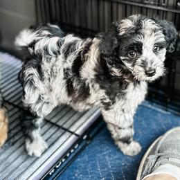 Olivia Rodrigo - Blue merle female Aussiedoodle puppy in Arlington, Washington from Doodle Love Laugh