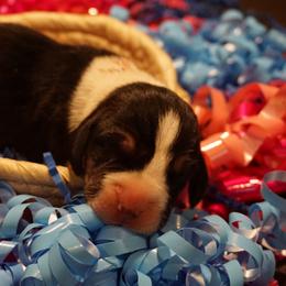 Red girl - Tri-colored female Treeing Walker Coonhound puppy in Lovelady, Texas from 3 Color Kennel