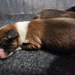 Maple - Sable and white female English Shepherd puppy in Columbia, Connecticut from Tranquil Morning Farm