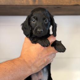 Cash - Black male Dachshund puppy in Farmington, Minnesota from Half Pint Doxies