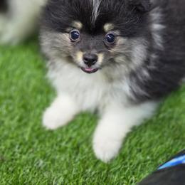 AKC Lily - Tri-colored female Pomeranian puppy in Albany, Indiana from Hatz Off Puppies
