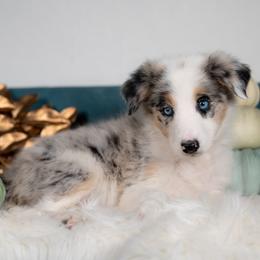 Myst - Blue merle female Border Collie puppy in Conway, Missouri from 2J 2K Border Collies | Maremma Sheepdogs
