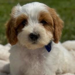 Knox - White male Cavapoo puppy in Ville Platte, Louisiana from The Barkery