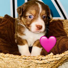 Red Tri girl - Red tri female Toy Australian Shepherd puppy in Oklahoma City, Oklahoma from Faith River Aussies