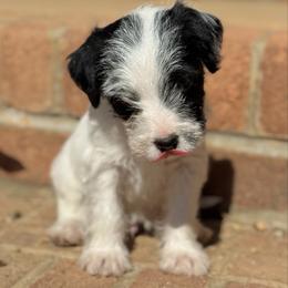 Deep Creek Mustache and Mischief - Black and white male Parson Russell Terrier puppy in Timberlake, North Carolina from Deep Creek Welsh Farm