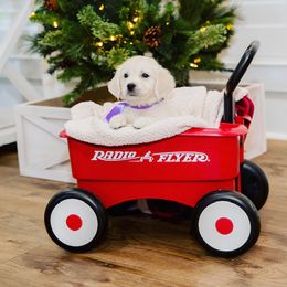 Golden Retriever Puppies from Southland Goldens