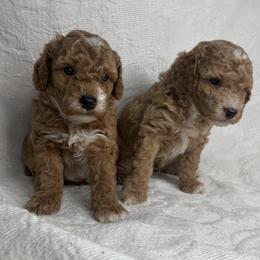 Miniature Australian Shepherd and Poodle Puppies from KE of Misty Meadows