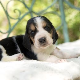 Prince William - Black brown and white Basset Hound puppy in Middle Ga 1.5 Hrs From Atlanta, Georgia from Mountain Ridge Basset Hounds