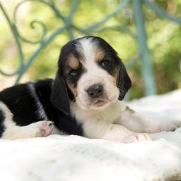 Prince William - Black brown and white Basset Hound puppy in Middle Ga 1.5 Hrs From Atlanta, Georgia from Mountain Ridge Basset Hounds