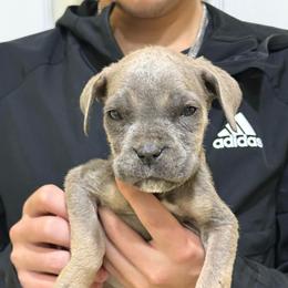 Girl 1 - Gray and fawn female Cane Corso puppy in Kaufman, Texas from Phantom Corsos