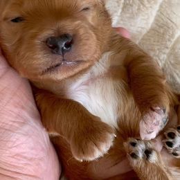 Aussiedoodles and Goldendoodles from All American Doodle