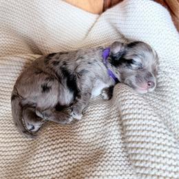 Judy - Blue merle female Aussiedoodle puppy in Davie, Florida from Miami Mini Doodles