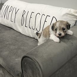 Maltipoo Puppies from ELIZABETH VENDLEY