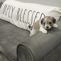 Maltipoo Puppies from ELIZABETH VENDLEY