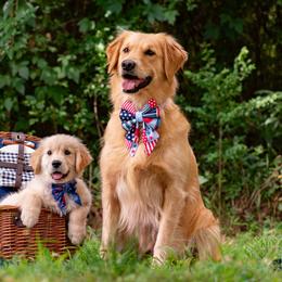 Golden Retriever Puppies from Glimmer Goldens