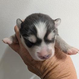 Girl 3 - Blue female Pomsky puppy in Spring Hill, Florida from www.PuppyTimeEmporium.com