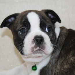 Buzz - Black brindle and white male Boston Terrier puppy in Brooksville, Florida from I Love Pups