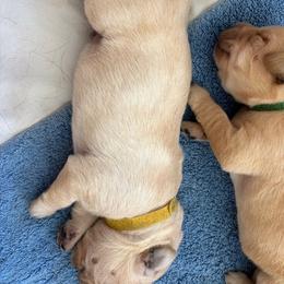 Boy 2 - male Labrador Retriever puppy in Silverthorne, Colorado from Bahrking Heights Labradors