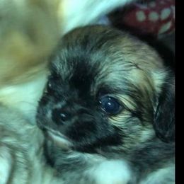 Katie Scarlet - Chihuahua