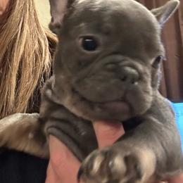 Female - Blue female French Bulldog puppy in Colbert, Washington from Casey Sparber's French Bulldogs
