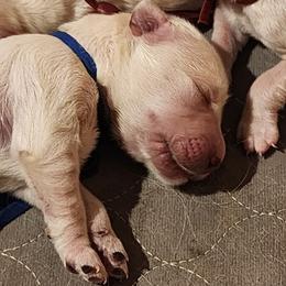 Blue - Golden male Golden Retriever puppy in Lucasville, Ohio from Halo Kennels