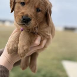 Golden Retriever Puppies from Roepke Golden Retrievers