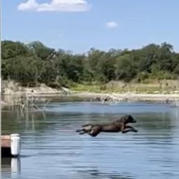 Chesapeake Bay Retriever Puppies from KBar Chesapeakes
