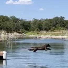 Chesapeake Bay Retriever Puppies from KBar Chesapeakes
