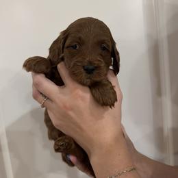 Yellow girl - Red  female Goldendoodle puppy in Nampa, Idaho from Mar Doodles LLC