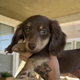 Dachshunds from Teenie Tiny Doxies