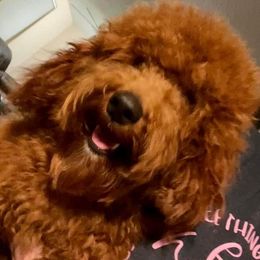 Poodle All Grown Up from Teton Poodles