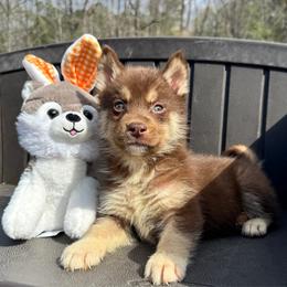 Dark red male - Red and white male Siberian Husky puppy in Doswell, Virginia from Shinko Siberians