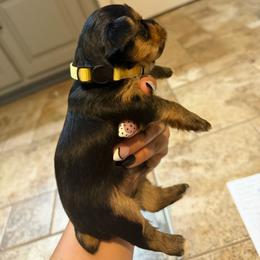 Prince Naveen - Black and tan male Yorkshire Terrier puppy in Highland, Arkansas from Gilmore Yorkies