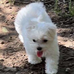 Maggie - Maltese