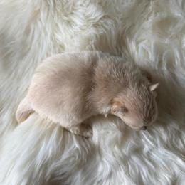 Pomeranian puppies from Svitlana's Pomeranians