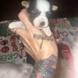 Alex - Parti male Yorkshire Terrier puppy in Cheektowaga, New York from Renee’s Pawfectly Pampered Yorkies