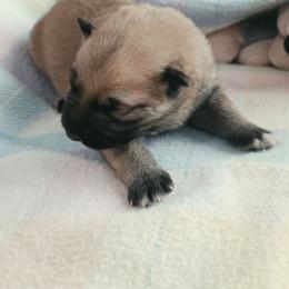 Girl 2 - Sable female German Shepherd puppy in Leon, West Virginia from Heart2Heart Kennels