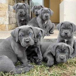 Cane Corso puppies from Betan Cane Corso D’ Court