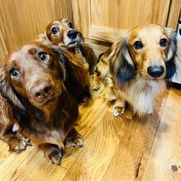 Dachshund All Grown Up from Long & Low Miniature Dachshunds