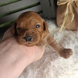 Dolly F1b - Red female Cavapoo puppy in Centerton, Arkansas from Velvet Paws Cavapoos
