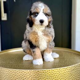 Boy 4 - Tri-color male Bernedoodle puppy in Salt Lake County, Utah from Coco Avenue Pups