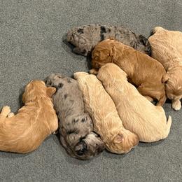 Goldendoodle puppies from Colorado Dreamin Doodles