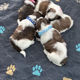 Shih Tzu puppies from Leahrae's Shih Tzus