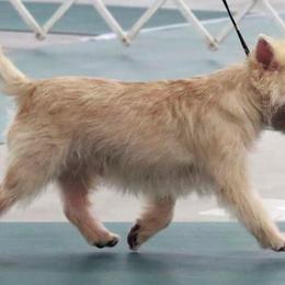 Cairn Terriers from Falkirk Cairns