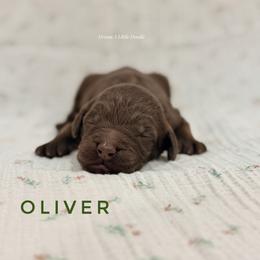 Oliver - Chocolate male Goldendoodle puppy in Dallas County, Texas from Dream A Little Doodle