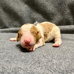 Gray - Parti male Goldendoodle puppy in Celina, Texas from Kennedy Doodles